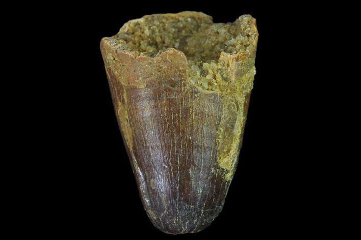 Cretaceous Fossil Crocodile Tooth - Morocco #140544